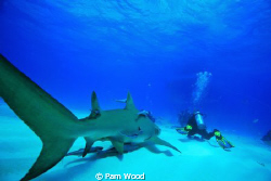 Lemon Shark sneaking up behind a diver.  This may be a go... by Pam Wood 